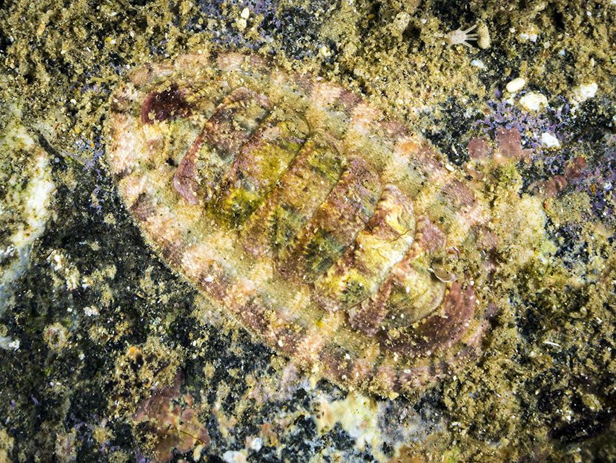 Stenoplax sp. A